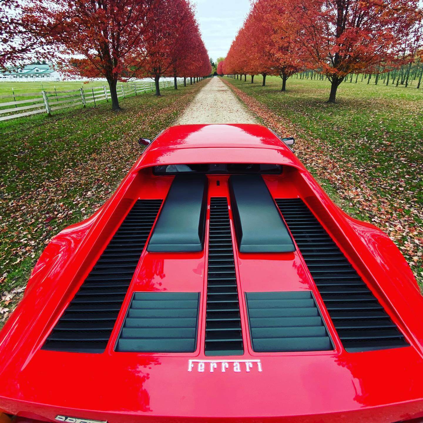 Fall Tree Porn #ferrari #512bbi